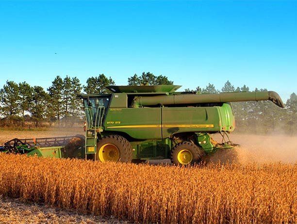 Los cultivos con semillas de Monsanto en el centro de la polémica.