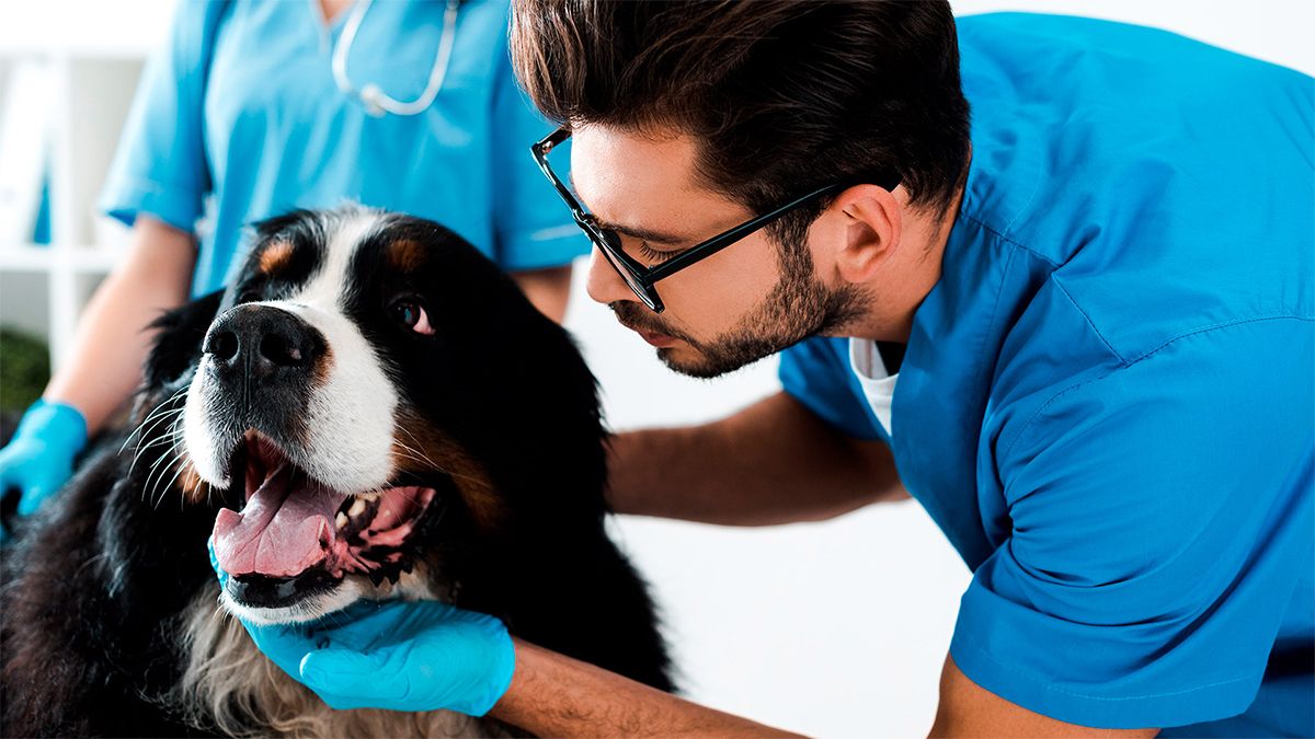 La misión de cuidar a las mascotas en tiempos de crisis derivó a que se ponga en marcha un plan de salud que ayuda a la economía familiar. La misión de cuidar a las mascotas en tiempos de crisis derivó a que se ponga en marcha un plan de salud que ayuda a la economía familiar.