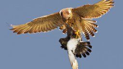 Aseguran que entre las empresas también hay halcones y palomas...