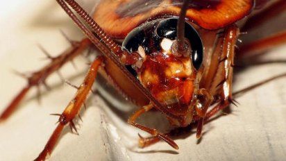 5 insectos, 5 inventos: Impresionante