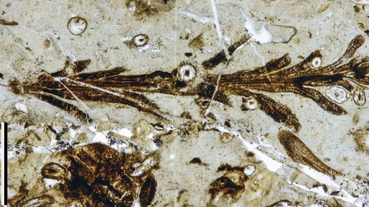 Hallazgo en Santa Cruz: Planta de 150 millones de años ocultaba algo que paraizó a la ciencia.