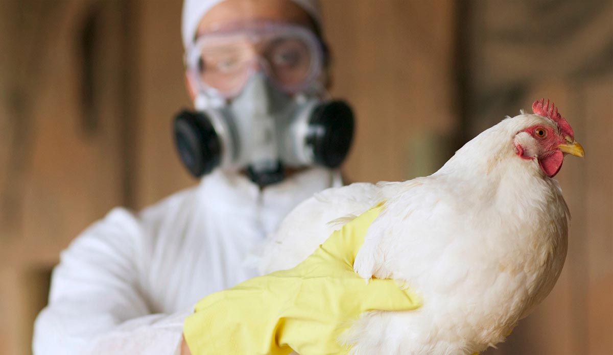 Argentina perdi&oacute; su estatus de libre de la gripe aviar.
