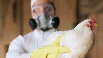 México emitió un comunicado diciendo que la OMS mintió en la información. México emitió un comunicado diciendo que la OMS mintió en la información.