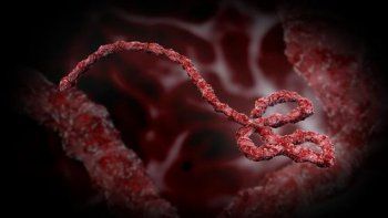 El ébola es considerada una enfermedad rara, grave y, a menudo, mortal. De acuerdo con la Organización Mundial de la Salud (OMS), la tasa media de letalidad de esta enfermedad ronda el 50 %. La fuente también señala que, las personas no transmiten el virus mientras no presenten síntomas, y que siguen teniendo capacidad de contagiar mientras haya virus en su sangre. La infección se produce por contacto directo con pacientes. El ébola es considerada una enfermedad rara, grave y, a menudo, mortal. De acuerdo con la Organización Mundial de la Salud (OMS), la tasa media de letalidad de esta enfermedad ronda el 50 %. La fuente también señala que, las personas no transmiten el virus mientras no presenten síntomas, y que siguen teniendo capacidad de contagiar mientras haya virus en su sangre. La infección se produce por contacto directo con pacientes.