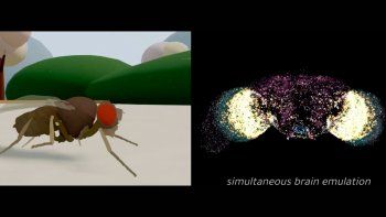 Científicos copiaron el cerebro de una mosca, lo metieron en una PC y cobró vida