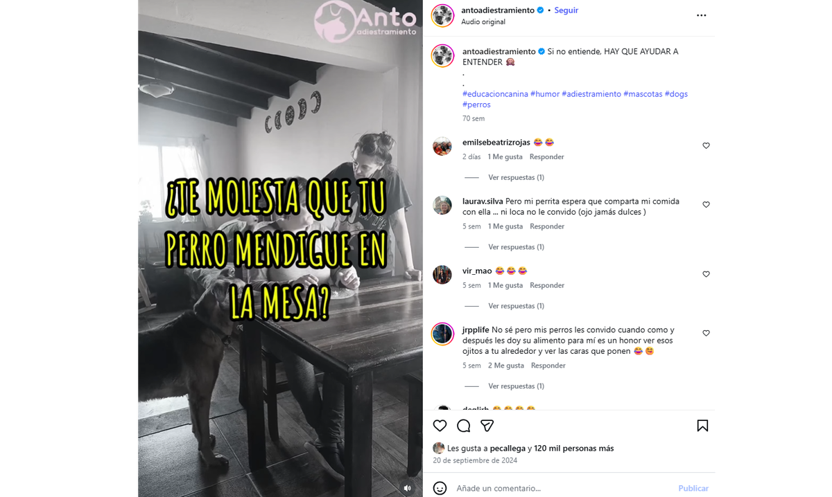 Antonella Gammariello utiliza las redes sociales para brindar consejos sobre cómo educar a las mascotas. Antonella Gammariello utiliza las redes sociales para brindar consejos sobre cómo educar a las mascotas.