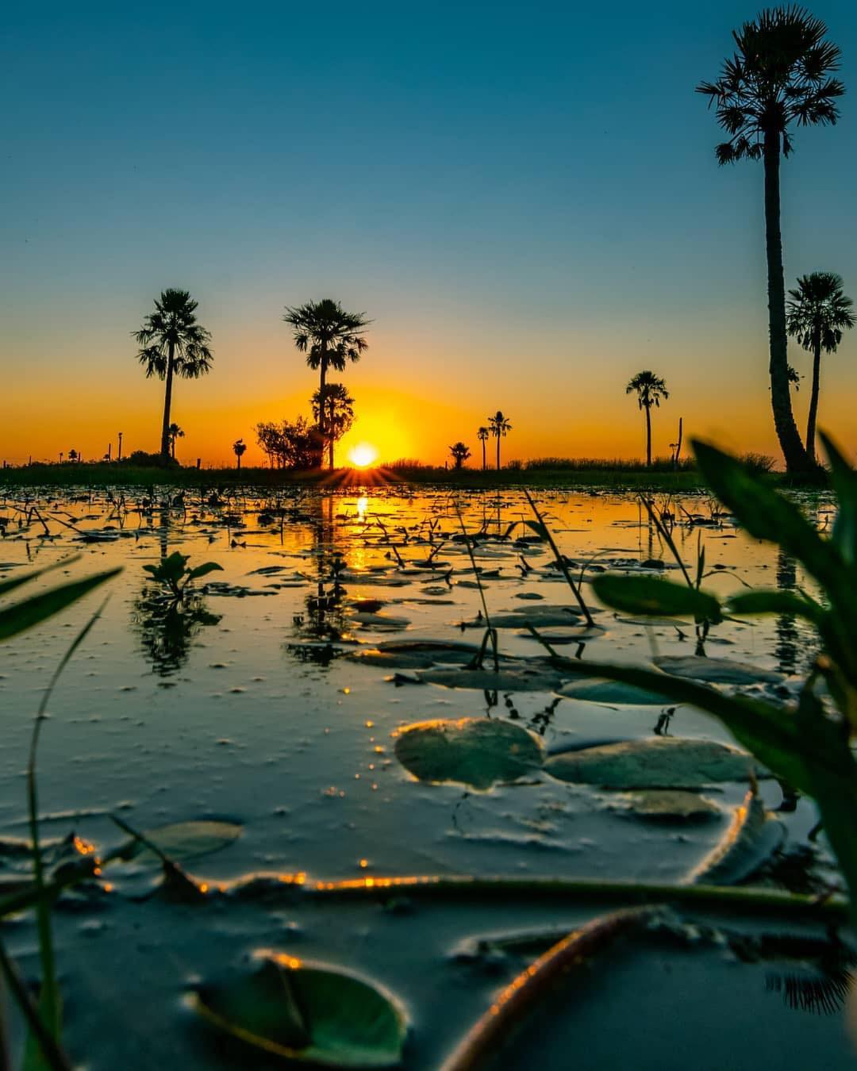 Esteros del Iberá, el destino argentino entre los mejores de Latinoamérica para visitar en 2024. Esteros del Iberá, el destino argentino entre los mejores de Latinoamérica para visitar en 2024.