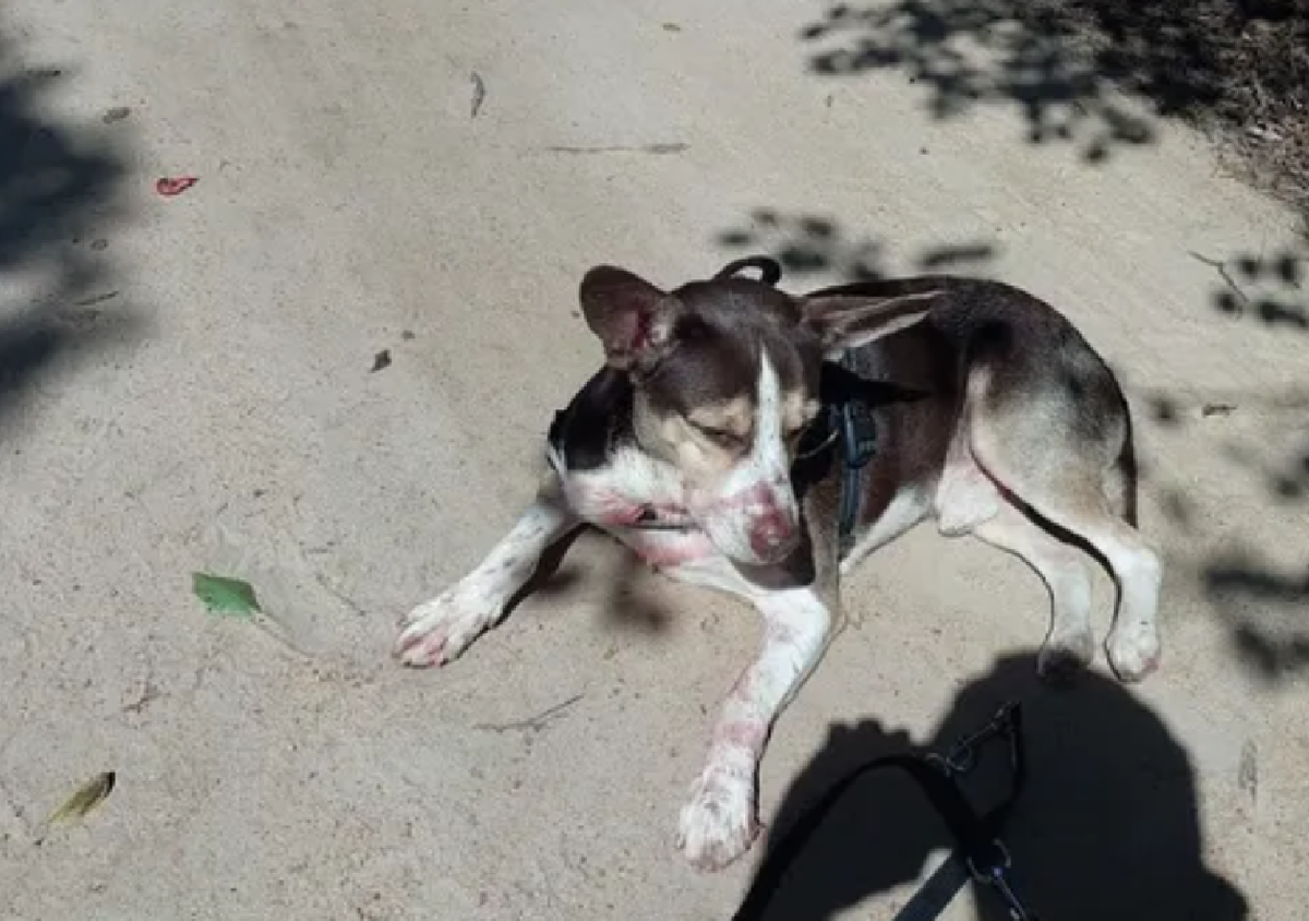 Hallaron asesinada a apuñaladas a una joven argentina en Búzios. (Foto: G1) Hallaron asesinada a apuñaladas a una joven argentina en Búzios. (Foto: G1)