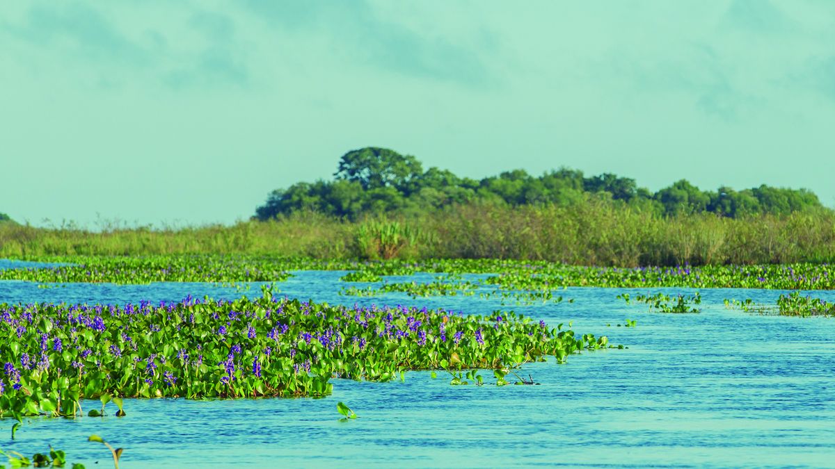 Con las lluvias de la semana el humedal recuperará vitalidad