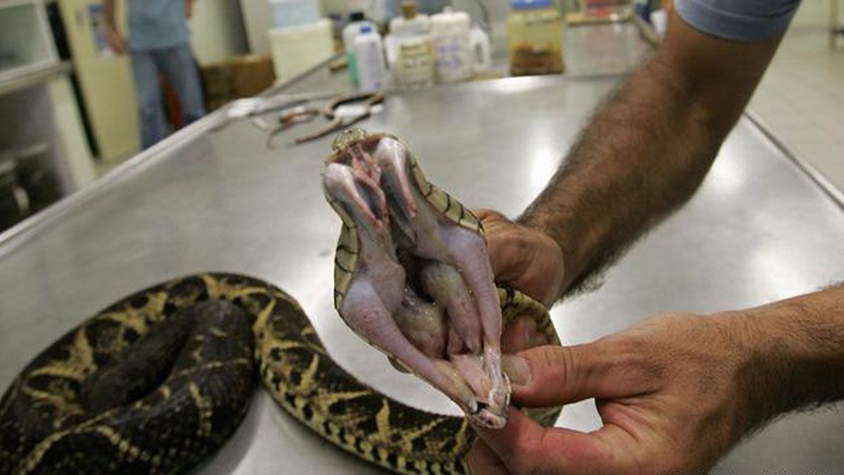 La yararacusú y el veneno que puede frenar al COVID-19