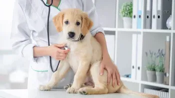 Hospital para animales de compañía: La excelente iniciativa que tomó una ciudad