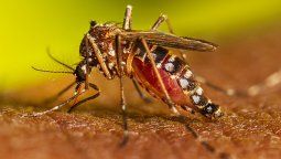 Cuál es la situación actual del dengue.&nbsp;