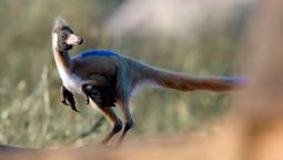 Nuevo hallazgo de fósil de dinosaurio en Argentina sorprende a la ciencia: Alnashetri arriba de un Priosphenodon / Imagen: CONICET / Gabriel Díaz Yantén Nuevo hallazgo de fósil de dinosaurio en Argentina sorprende a la ciencia: Alnashetri arriba de un Priosphenodon / Imagen: CONICET / Gabriel Díaz Yantén