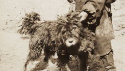 El mejor amigo del hombre: Del lobo al perro en un parpadeo milenario El mejor amigo del hombre: Del lobo al perro en un parpadeo milenario
