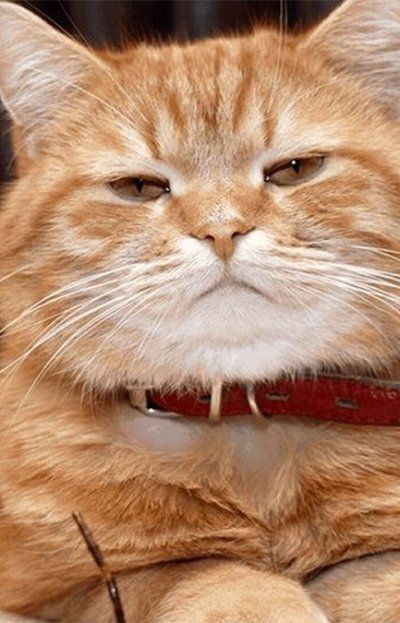 Cómo cuidar a tu gato en el Día Internacional del Gato