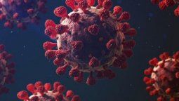 Estas sustancias presentes en alimentos tendrían un efecto protector en pacientes con COVID-19