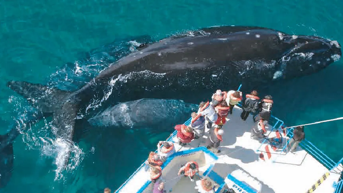 Una experiencia inolvidable a metros de las ballenas.