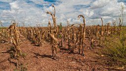 El mundo se está quedando sin alimentos, los países productores priorizan su mercado y golpea a otros.