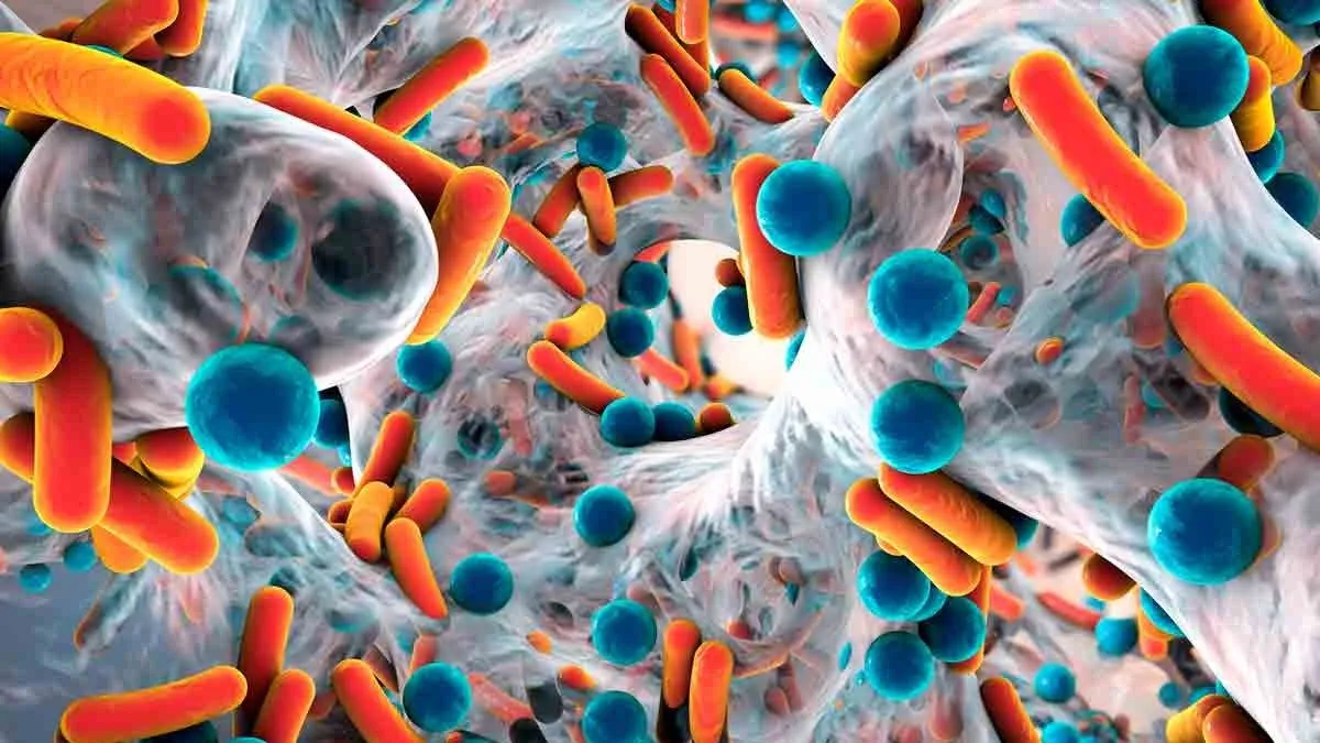 Estudio tras estudio se ha confirmado la importancia de la fibra propia de los alimentos vegetales, para prevenir diabetes, enfermedades cardiovasculares y cáncer, para controlar el peso y hasta para la salud mental.