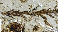 Hallazgo en Santa Cruz: Planta de 150 millones de años ocultaba algo que paraizó a la ciencia. Hallazgo en Santa Cruz: Planta de 150 millones de años ocultaba algo que paraizó a la ciencia.