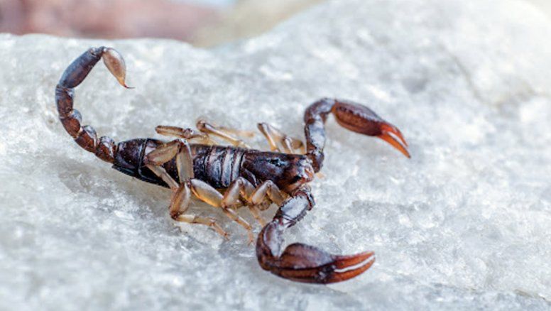 Bullying: Grave ataque con un alacrán a un niño