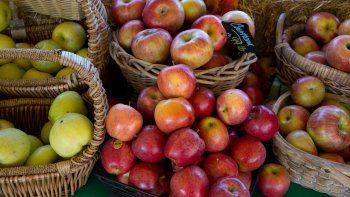 Una sola manzana puede albergar hasta 100 millones de genes bacterianos en sus semillas. Una sola manzana puede albergar hasta 100 millones de genes bacterianos en sus semillas.