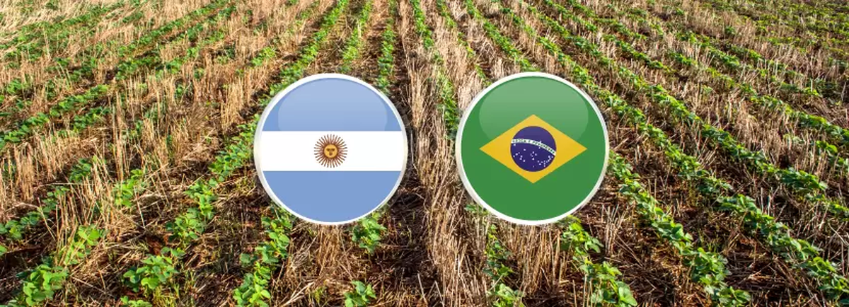 Argentina golea a Brasil son su Scaloneta pero ellos nos golean con su campo Argentina golea a Brasil son su Scaloneta pero ellos nos golean con su campo