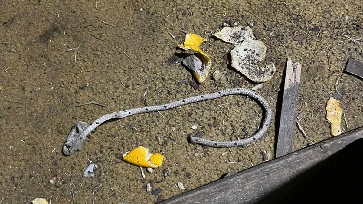 La soga con la que tuvieron retenido al menor durante tres días. La soga con la que tuvieron retenido al menor durante tres días. 