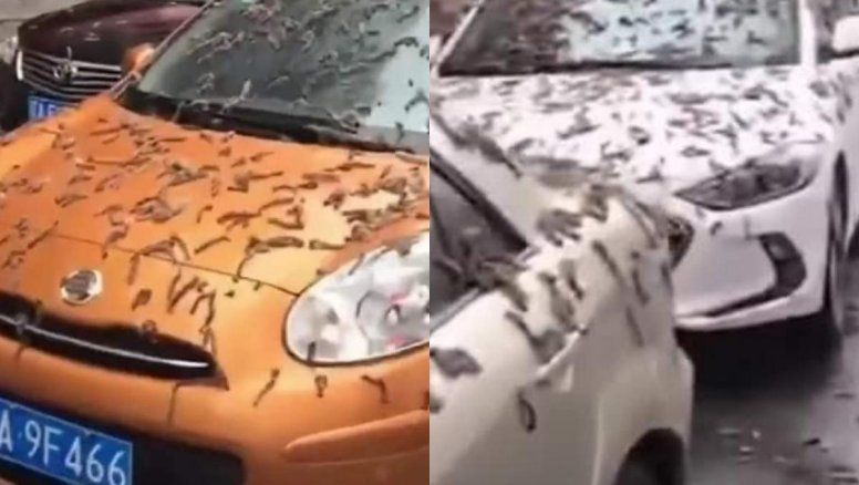 Qué es la Lluvia de Gusanos: ¿Real o ficción?