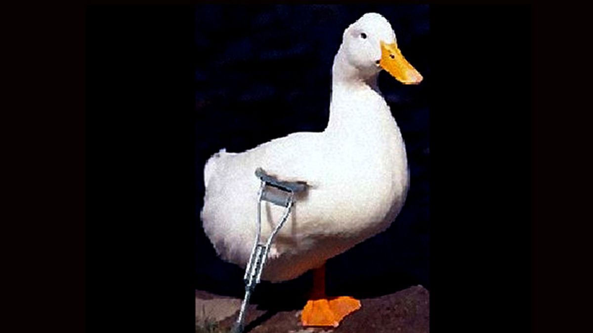 No importa la sensación, en semanas más ella será pato rengo