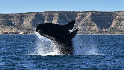 Alerta por El Niño en Argentina: Ballena austral en peligro