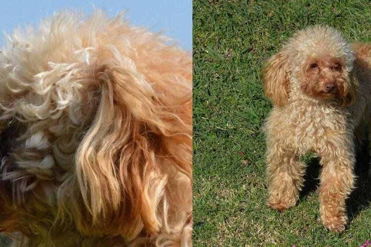 mascota%20cfk.jpg