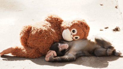 Cómo un mono huérfano y viral rompió el mercado de peluches en Japón