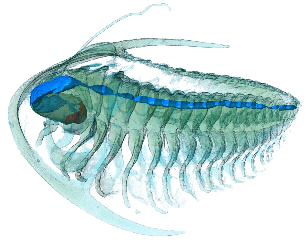 Esperen... ¿Qué son los trilobites? Esperen... ¿Qué son los trilobites? 