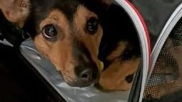 Senasa retuvo al perro en el aeropuerto y lo querían sacrificar o deportar.