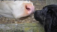 ElDía Mundial del Veganismo se celebra todos los 1 de noviembre de cada año yAmérica Latina ya tiene nuevas leyes en Colombia, Brasil y México.