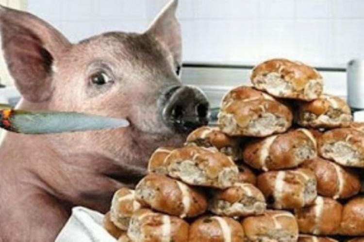 Cerdos alimentados con marihuana, la carne loca