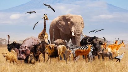 Día Mundial de los Animales: ¿Por qué es hoy y qué especies corren mayor peligro?