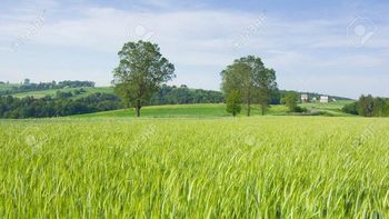 Problemas para sacar cereales del país. Problemas para sacar cereales del país.