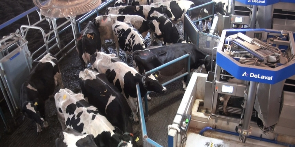 Los empleados de la fábrica ubicada en Santa Fe se dedicaban a la producción de ordeñadoras mecánicas. Los empleados de la fábrica ubicada en Santa Fe se dedicaban a la producción de ordeñadoras mecánicas.