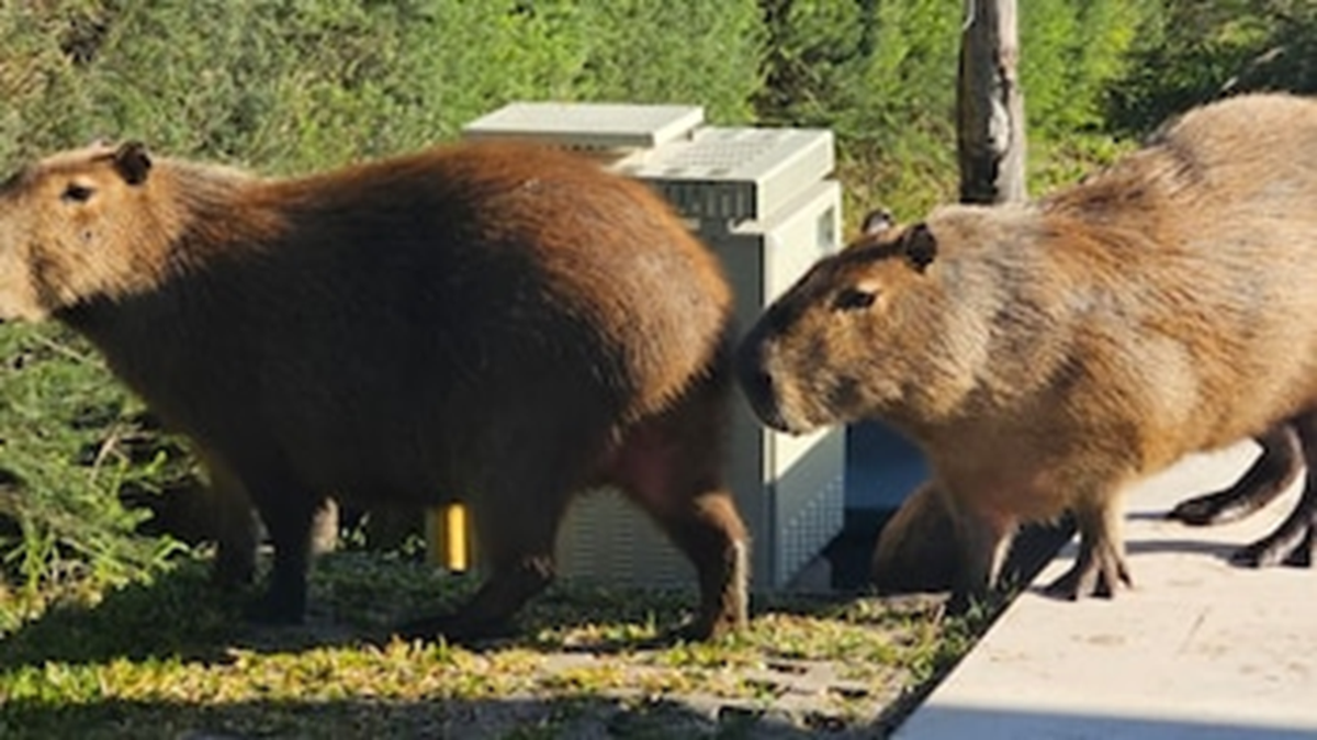 Carpinchos de Nordelta
