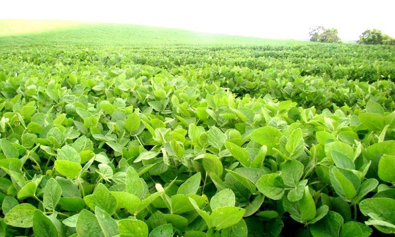 La soja dejó una buena moneda en Córdoba.