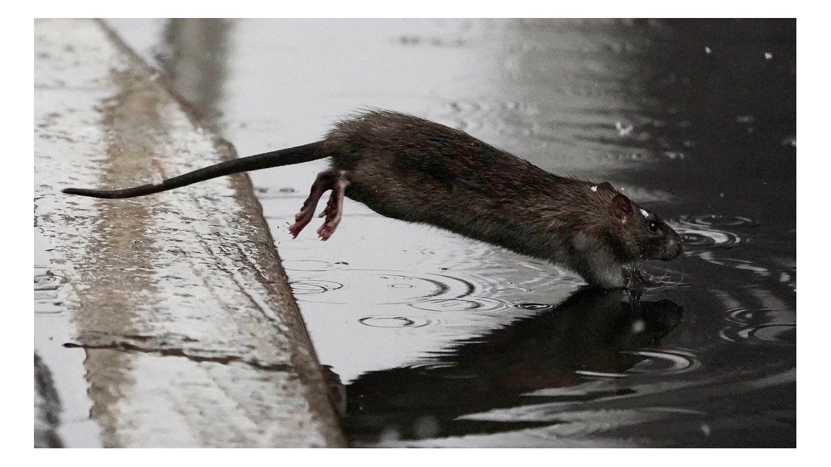 Mega ratas infestan Nueva York: Problema sanitario