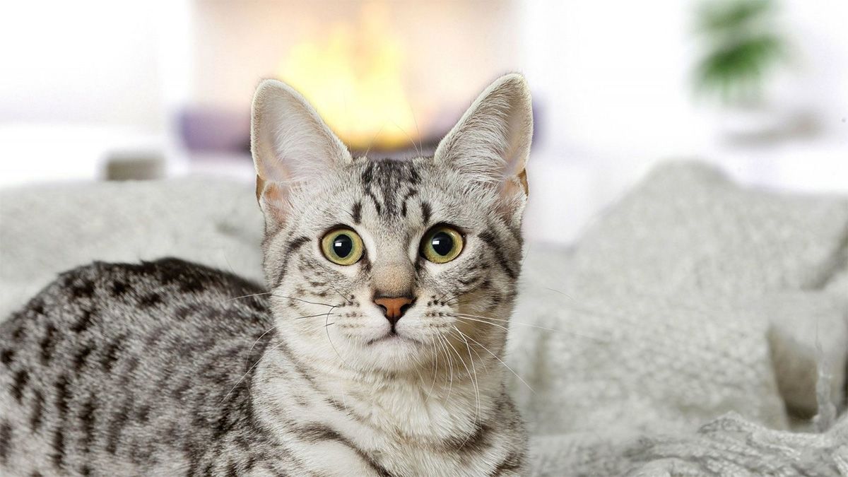El D&iacute;a Internacional del Gato se celebra el 8 de agosto de cada a&ntilde;o y los especialistas mencionan las claves para transformar la calidad de vida de los felinos.
