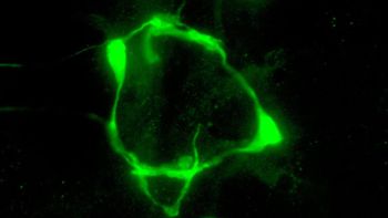 Revolución en la ciencia: Marca de serotonina en las neuronas VC del nematodo C. elegans modificado genéticamente./ Andrea Millán-Trejo (IBV-CSIC) Revolución en la ciencia: Marca de serotonina en las neuronas VC del nematodo C. elegans modificado genéticamente./ Andrea Millán-Trejo (IBV-CSIC)