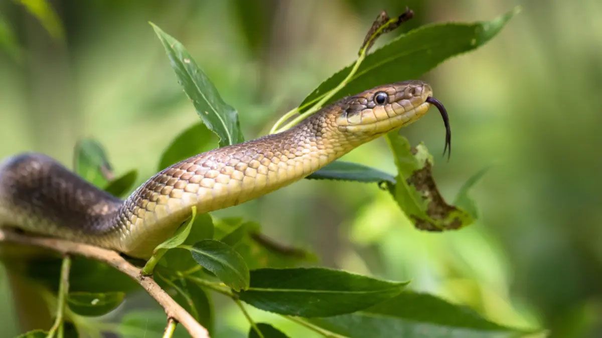 Un grupo de científicos descubrió que los insectos imitan el ruido de las serpientes para defenderse de los depredadores. Un grupo de científicos descubrió que los insectos imitan el ruido de las serpientes para defenderse de los depredadores.