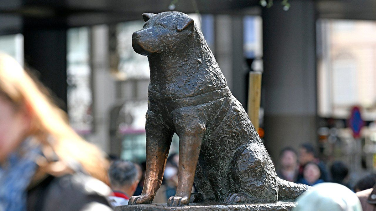 Un año antes de su muerte, Hachiko recibió una estatua en la entrada de la estación donde esperaba a su dueño. La estatua fue destruida durante la Segunda Guerra Mundial pero se la restauró poco después. Un año antes de su muerte, Hachiko recibió una estatua en la entrada de la estación donde esperaba a su dueño. La estatua fue destruida durante la Segunda Guerra Mundial pero se la restauró poco después.