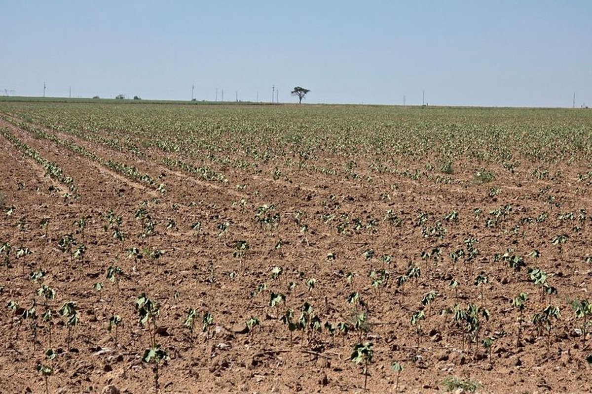 Texas todavía puede recibir más lluvias durante los próximos meses, pero la historia de este año dejó una señal difícil de ocultar: la sequía no solo está secando lo que se ve desde el aire; también está vaciando, lentamente, una reserva de agua que durante décadas parecía inagotable. Texas todavía puede recibir más lluvias durante los próximos meses, pero la historia de este año dejó una señal difícil de ocultar: la sequía no solo está secando lo que se ve desde el aire; también está vaciando, lentamente, una reserva de agua que durante décadas parecía inagotable.