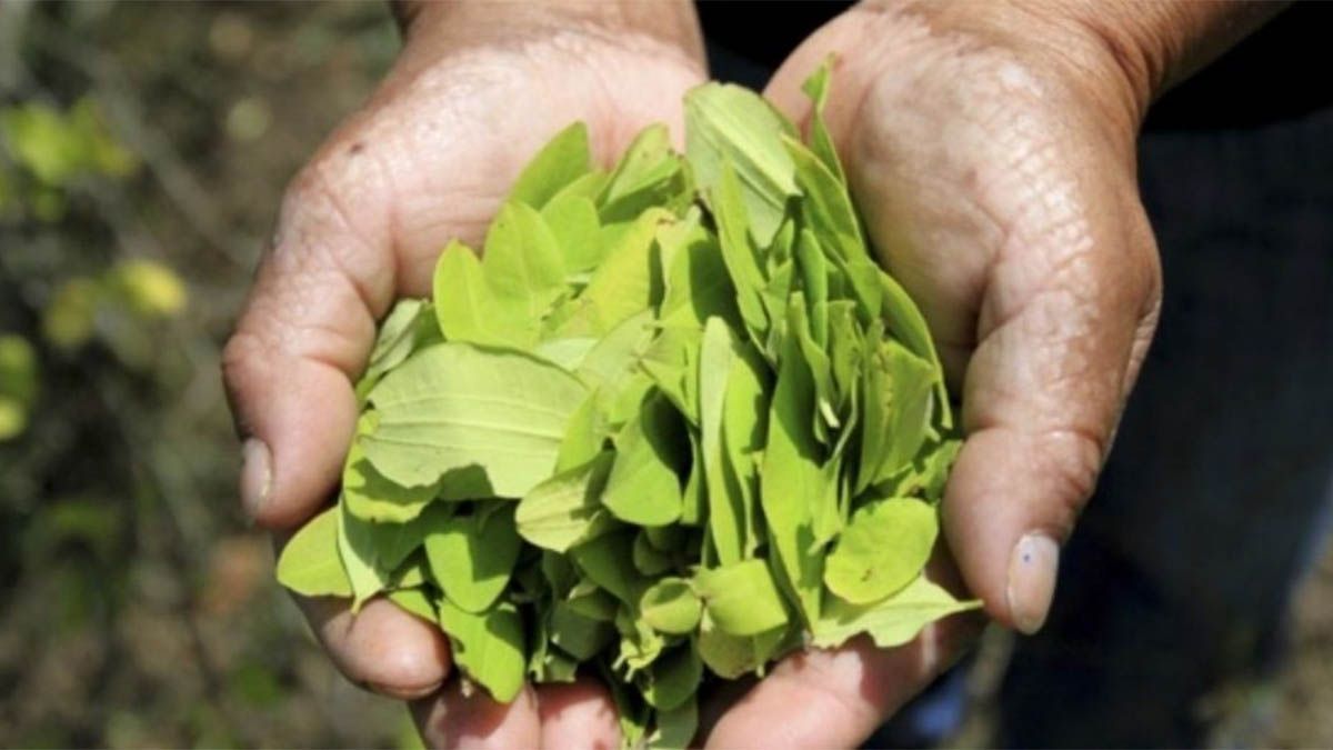 Los diputados nacionales Jorge Rizzotti y María Inés Zigarán impulsan un proyecto de ley para legalizar las hojas de coca en Jujuy y Salta. Los diputados nacionales Jorge Rizzotti y María Inés Zigarán impulsan un proyecto de ley para legalizar las hojas de coca en Jujuy y Salta.