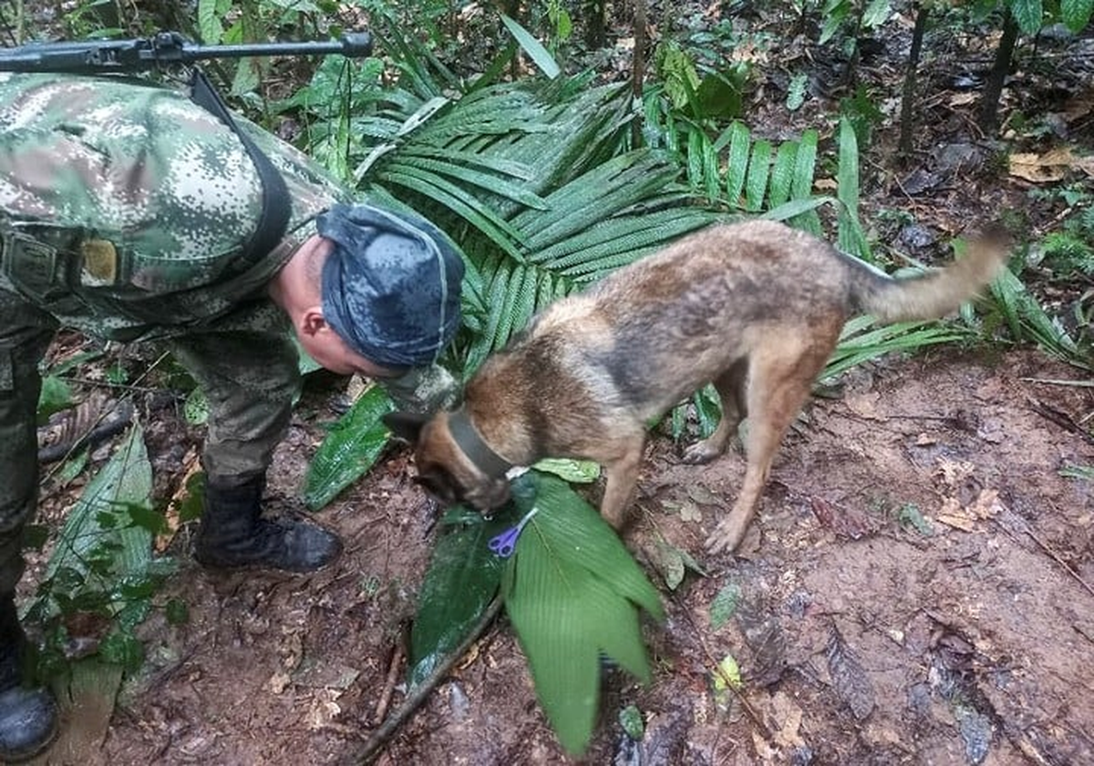 Los perros entrenados, calves en el hallazgo de los niños que sobrevivieron en la selva de Colombia.